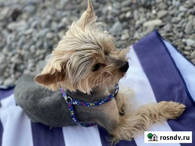 Йоркширский терьер ищем невесту Симферополь - изображение 1