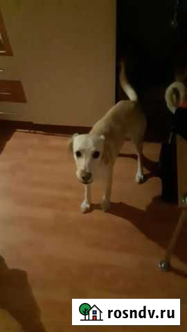 Левретка Ангарск - изображение 1