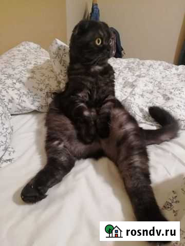 Вислоухий кот в добрые руки Солянка - изображение 1