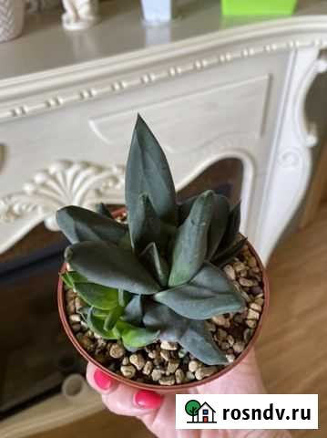 Растения Астрахань - изображение 1