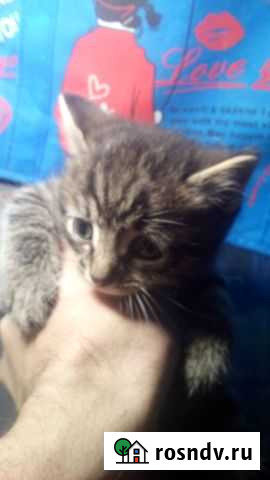 Котята Ангарск - изображение 1