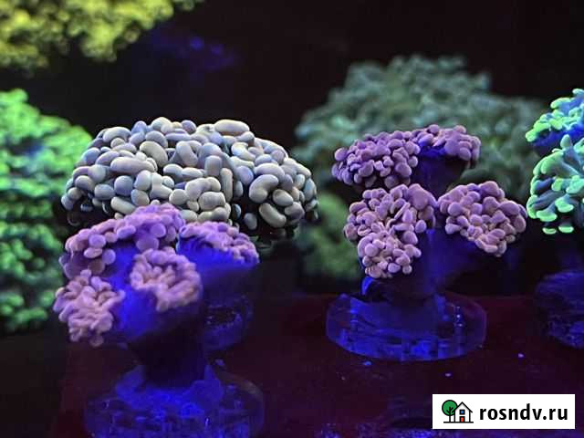 Кораллы Эуфиллии Химки - изображение 1