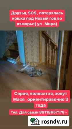 Потерялась кошка Светлый