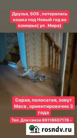 Потерялась кошка Светлый - изображение 1
