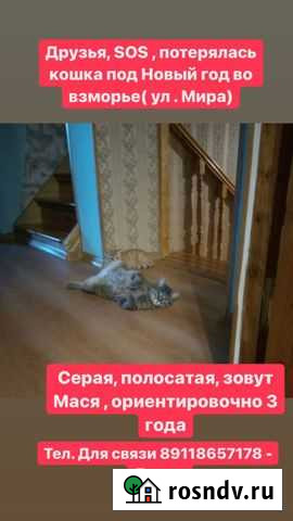 Потерялась кошка Светлый - изображение 1