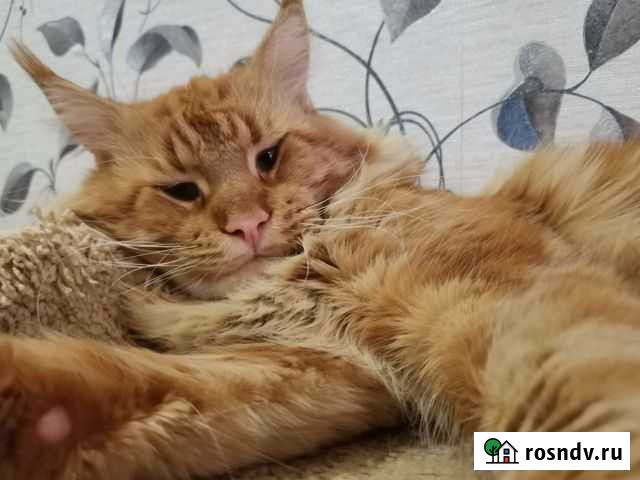 Кот Мейн-кун вязка Войсковицы - изображение 1