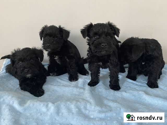 Собака лучший друг Хабаровск - изображение 1