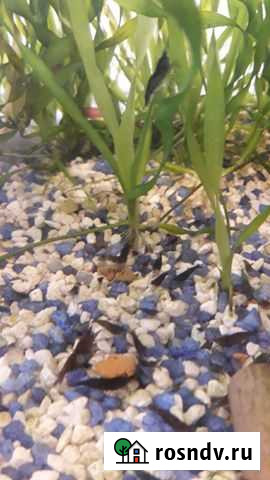 Креветки в аквариум Волжск - изображение 1