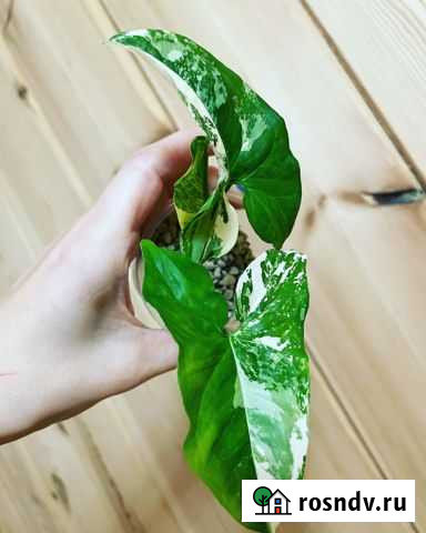 Сингониум imperial white Чита - изображение 1