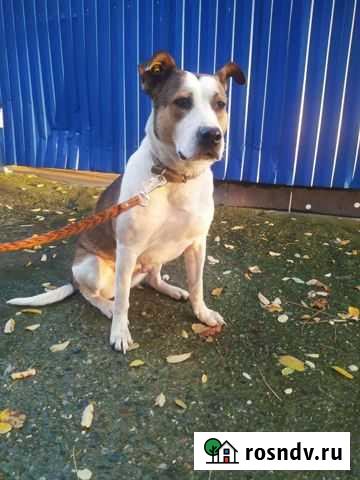 Метис стаффа ищет хозяина Тихвин - изображение 1