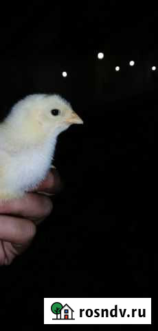 Суточные цыплята броллеры Кобб-500, несушка, утят Новотитаровская - изображение 1