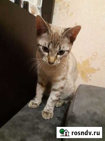 Бенгальская кошка Обнинск - изображение 1