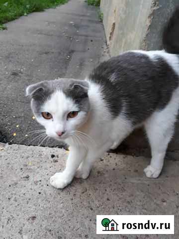 Котенок Смоленск - изображение 1