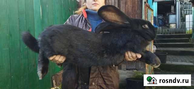 Кролики фландр Смоленск - изображение 1