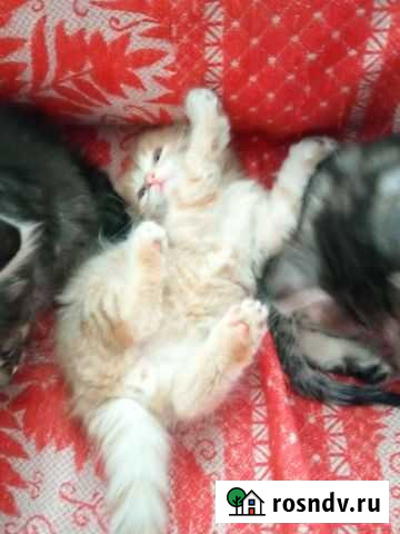 Кошка Кемерово - изображение 1