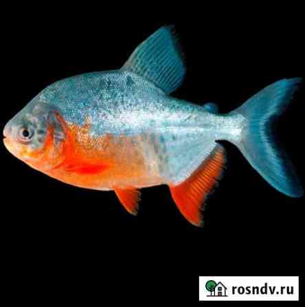 Яркие экзотические рыбки Набережные Челны