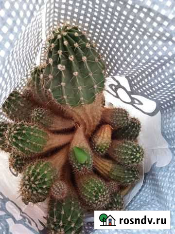 Кактус Липецк - изображение 1