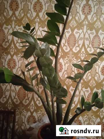 Замиокулькас Ульяновск - изображение 1