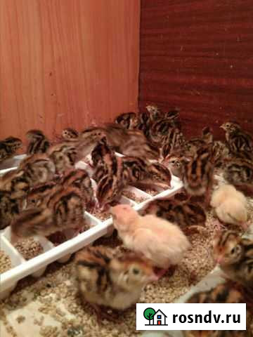 Перепел Тверь - изображение 1