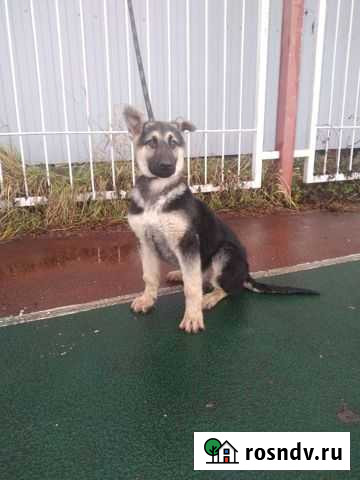 Продам щенка вео Белореченск - изображение 1