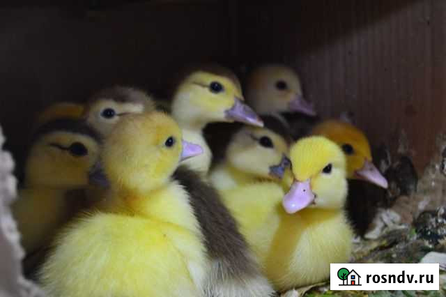 Мускусная утка (индоутка ) Тосно - изображение 1