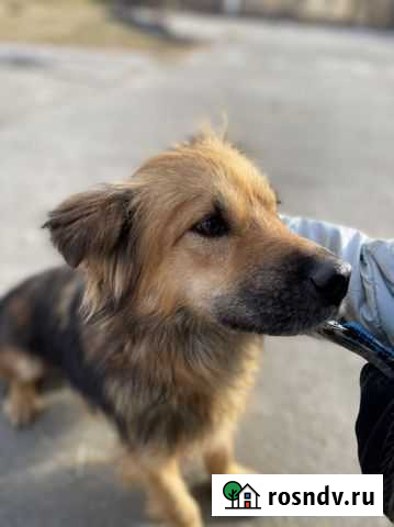 Милая Собачка Кнопа Ангарск - изображение 1