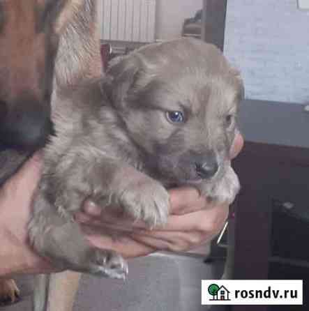 Собака Благовещенск