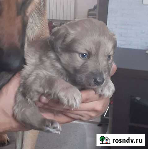 Собака Благовещенск - изображение 1