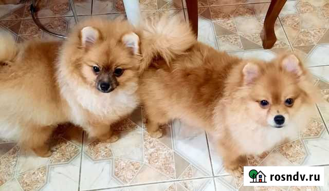 Померанский шпиц Калининград - изображение 1