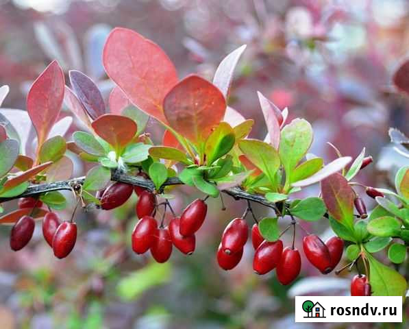 Саженцы барбариса Омск - изображение 1