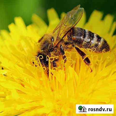 Пчелы с ульями Саранск