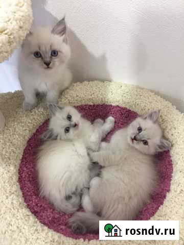 Невская маскарадная Казань - изображение 1