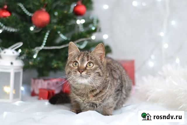 Котенок девочка 5 мес Смоленск - изображение 1