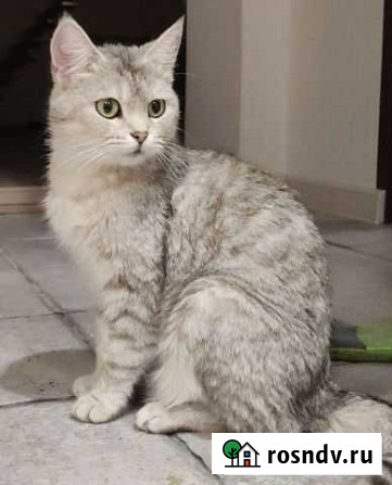 Кошка Батайск - изображение 1