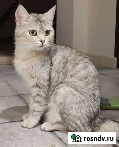 Кошка Батайск - изображение 1