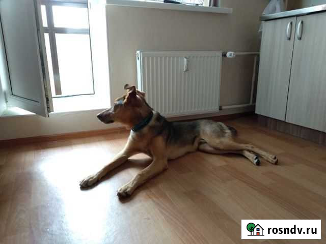 Щенка бросили, а потом обокрали Сертолово - изображение 1