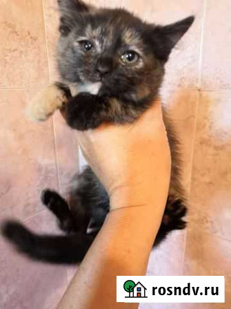 Котенок домашний Новокузнецк - изображение 1