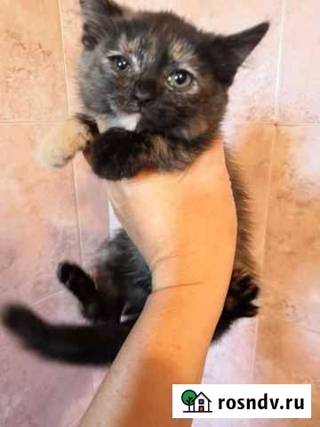 Котенок домашний Новокузнецк - изображение 1