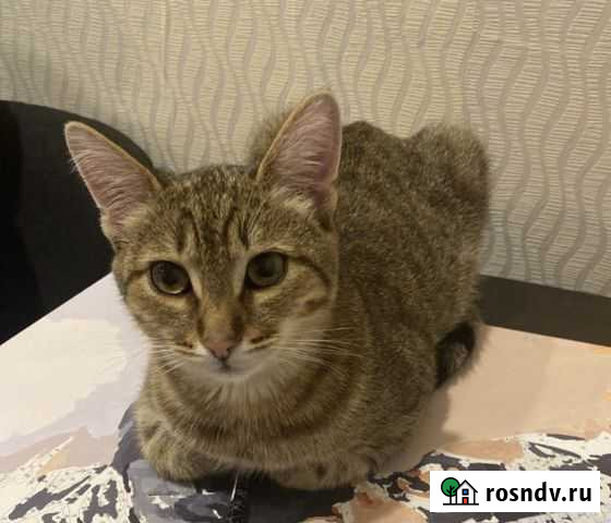 Котик Уфа - изображение 1