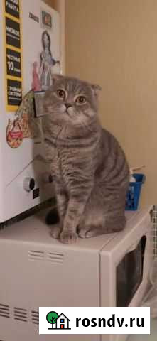 Вязка Шотландец вислоухий Балашов - изображение 1