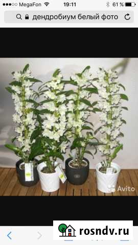 Саженцы орхидеи дендробиум Чебоксары - изображение 1