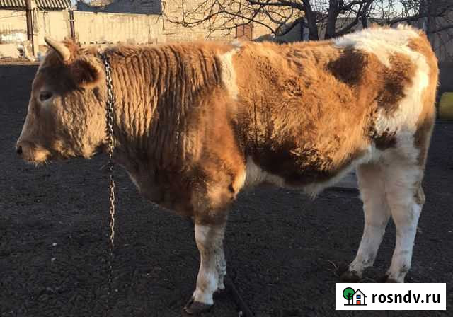 Бычок Волжский - изображение 1