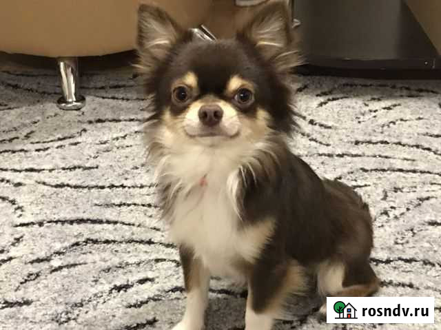 Чихуахуа (вязка) Волгоград - изображение 1