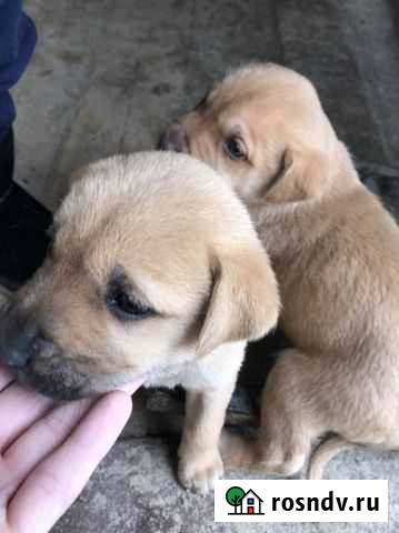 Московская сторожевая Батайск - изображение 1