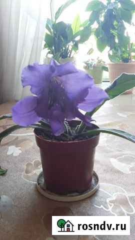 Продам цветы Стрептокарпус, Золотой ус Чита - изображение 1
