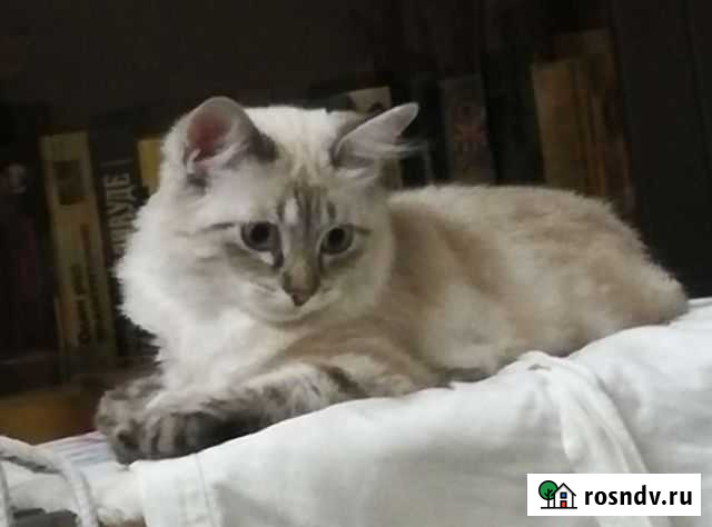 Невский маскарадный кот Новороссийск - изображение 1