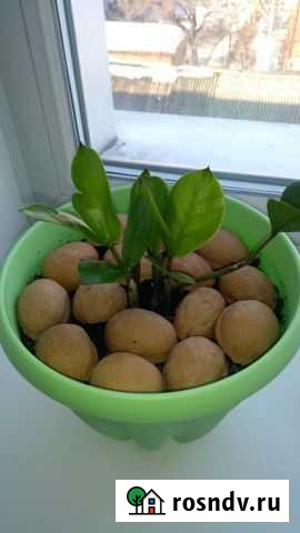 Долларовое дерево Прокопьевск - изображение 1