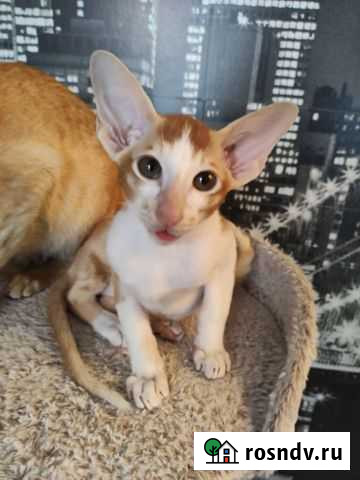 Ориентальные котята Новосибирск - изображение 1