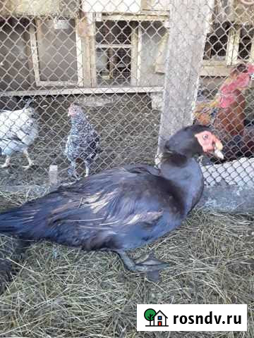 Индоутки Избербаш - изображение 1