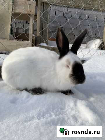 Калифорнийские Арзамас - изображение 1